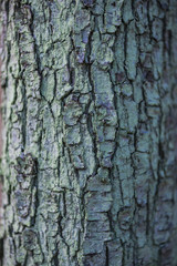 Texture of the tree