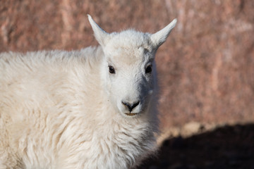 Naklejka na ściany i meble An Adorable Baby Mountain Goat Lamb