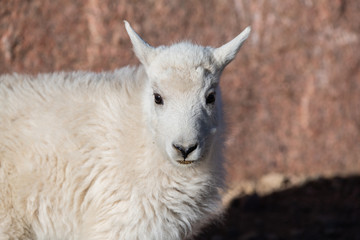 An Adorable Baby Mountain Goat Lamb