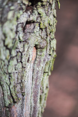 bark tree texture