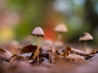 Shallow depth of field mushrooms