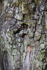 bark tree texture
