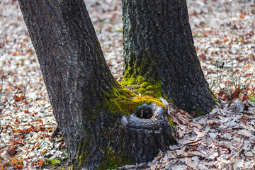 Obraz premium Inisde of forest