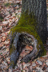 Inisde of forest
