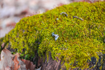 Inisde of forest