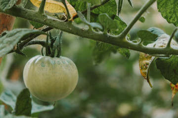 huerto ecológico de tomates  - 212741232