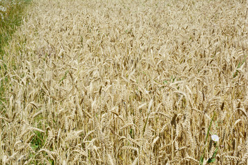 Wheat field photo. Beautiful wheat grain harvest on wheat field landscape.  Wheat field background.