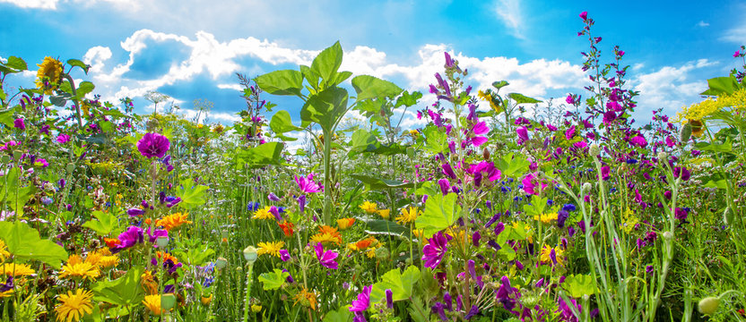Bunte Bienenweide im Sommer