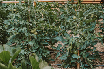 huerto ecológico de tomates  - 212741820
