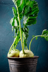 Kohlrabi im Blecheimer vor blauen hintergrund