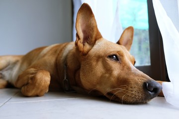 Brown Sweet Funny dog with smile.