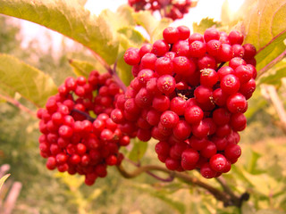 A bunch of berries of a viburnum, brightly red, juicy and beautiful.  