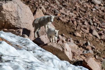 A Baby Mountain Goat Lamb Frolicking in the Snow