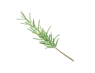Rosemary isolated on white background