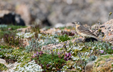 An American Pipit at High Elevation