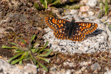 Fototapeta na wymiar Edith's Checkerspot Butterfly in the Colorado Rocky Mountains