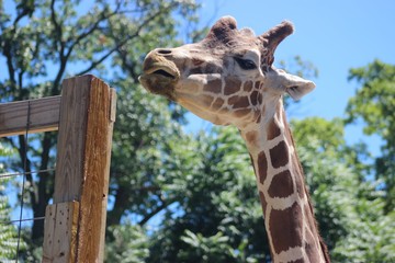 Naklejka premium ADORABLE CLOSE UP OF A GIRAFFE