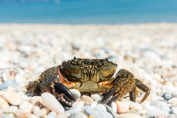 Crab came out to bask on a summer warm beach