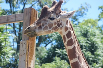 ADORABLE CLOSE UP OF A GIRAFFE