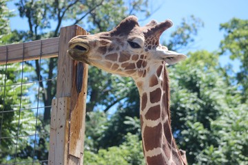 ADORABLE CLOSE UP OF A GIRAFFE