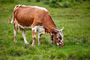 Healthy cow in mountains