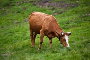Healthy cow in mountains