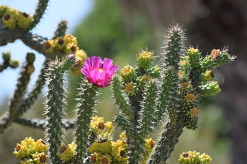 Pink cactus flower