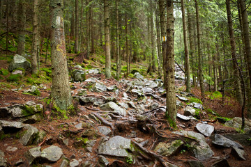 Rough mountain trail