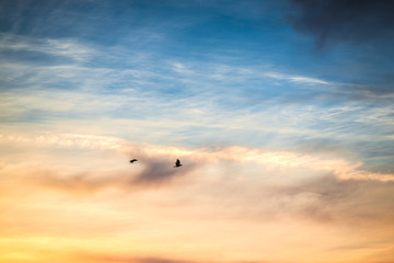 Birds on the sky