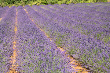 Fototapeta na wymiar Big lavender field