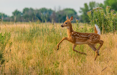 A Beautiful White-tailed Deer Fawn in a Meadow 