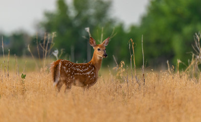 A Beautiful White-tailed Deer Fawn in a Meadow 