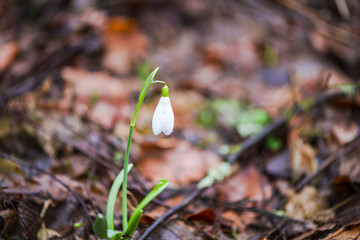 Wild snopwdrops in the springtime