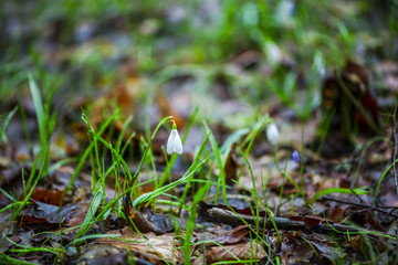 Wild snopwdrops in the springtime