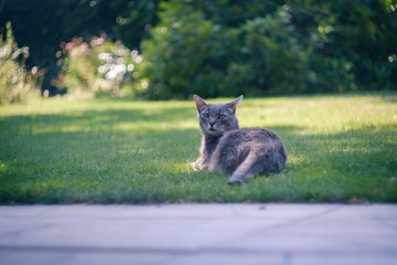 Chat