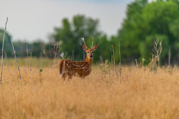 A Beautiful White-tailed Deer Fawn in a Meadow 