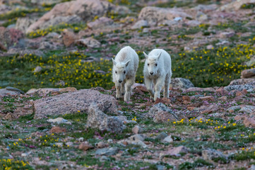 Mountain Goat Lambs Bonding in the Rocky Mountains