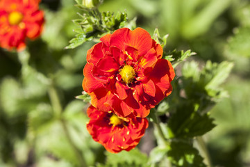 Potentilla 'William Rollison' a springtime summer red flower small shrub commonly known as  cinquefoil