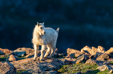 An Adorable Baby Mountain Goat Lamb in Morning Light