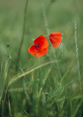 red poppies growing field green spike agriculture