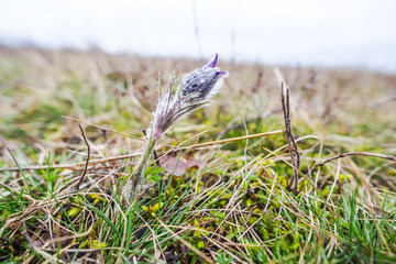 Spring wild pulsatilla flowers