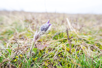Spring wild pulsatilla flowers
