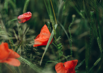 red poppies growing field green spike agriculture