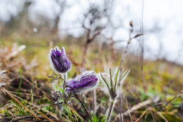 Spring wild pulsatilla flowers