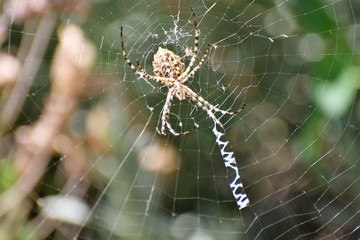 wild danger spider web