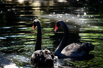 Black Swans in a Pond