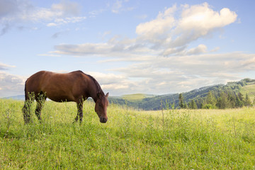 Horse eating grass on green meadow,mountain landscape, blue sky on background