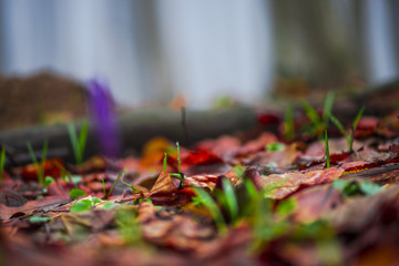 Crocus in the forest