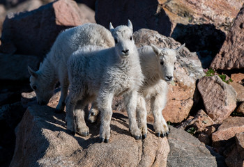 Baby Mountain Goat Kids - Colorado Rocky Mountains