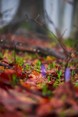 Crocus in the forest